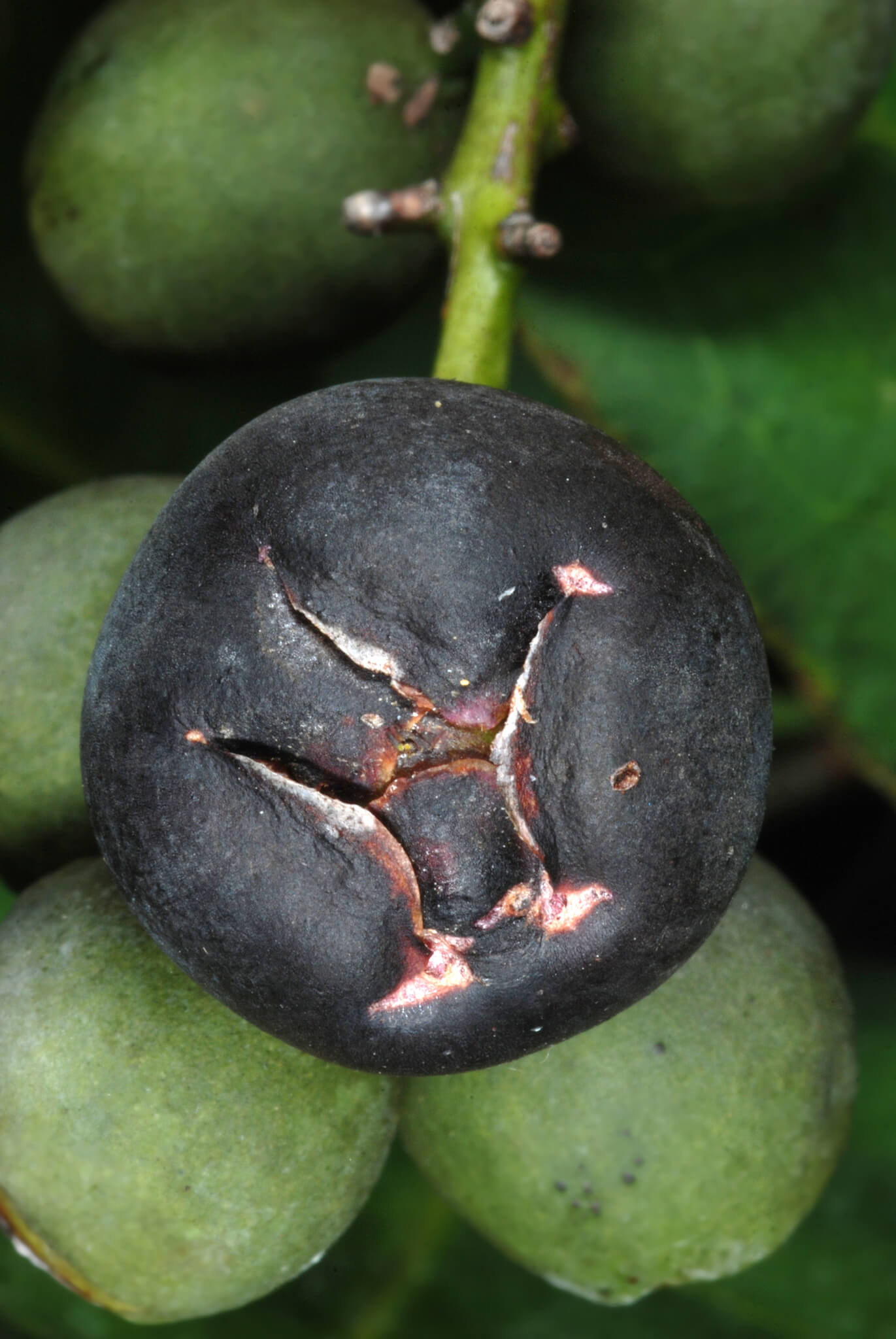 Coccoloba diversifolia